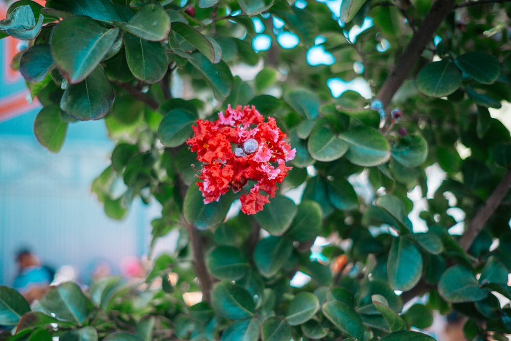 Un primer plano de un árbol frutal