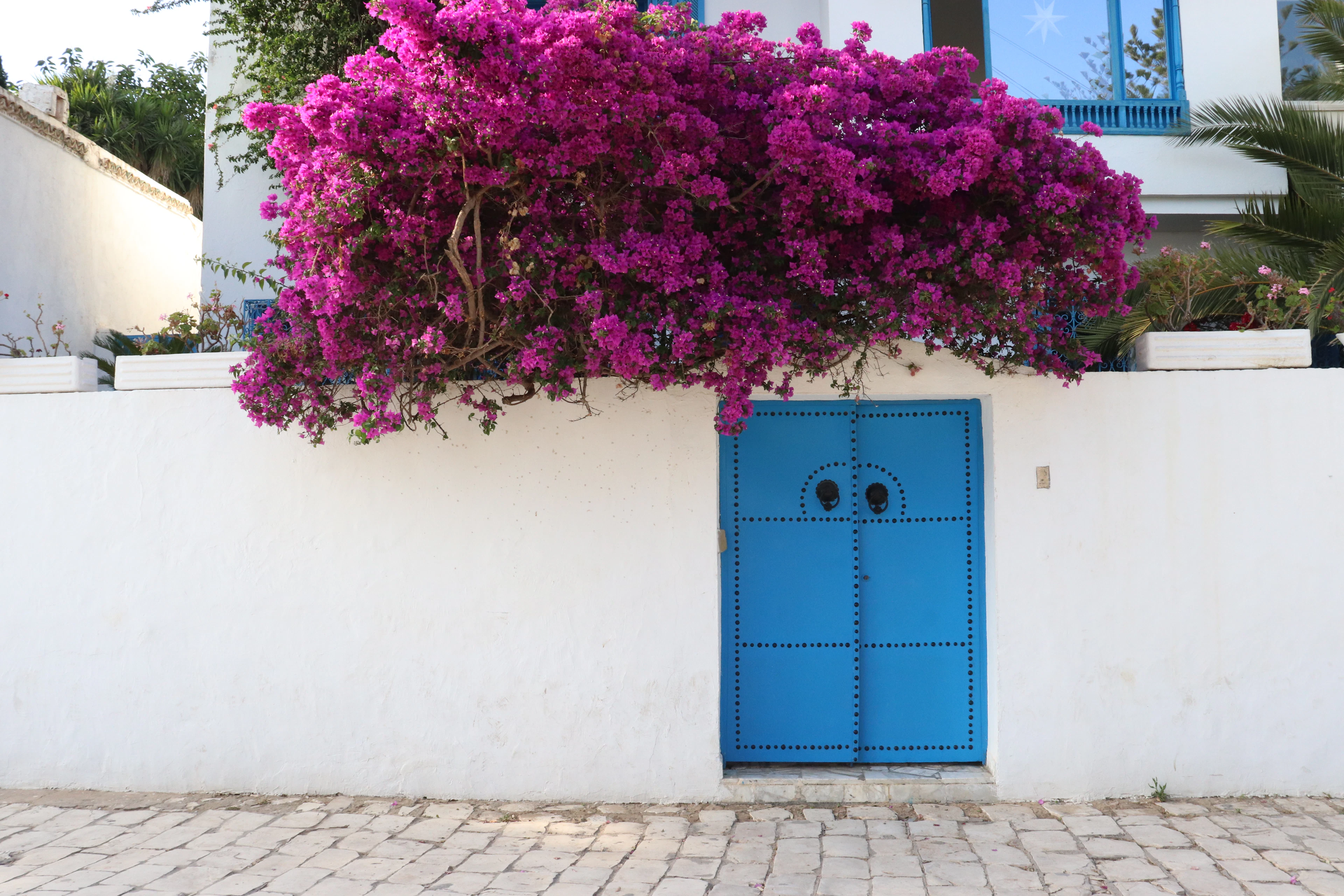 A vivid blue door in a whitewashed wall sits beneath a cascade of magenta bougainvillea blossoms.
