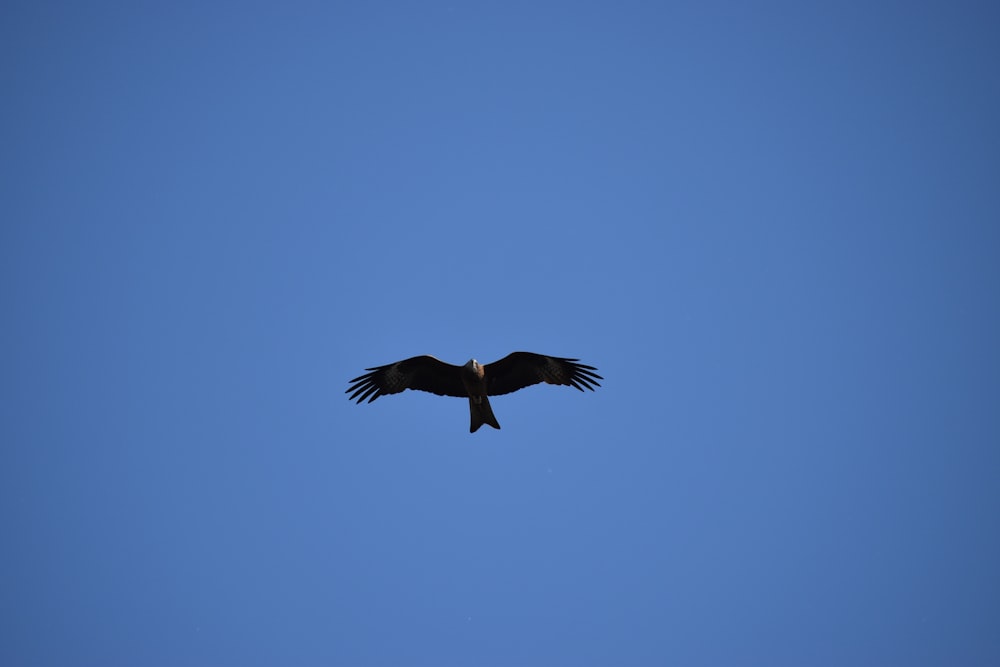 a bird flying in the sky