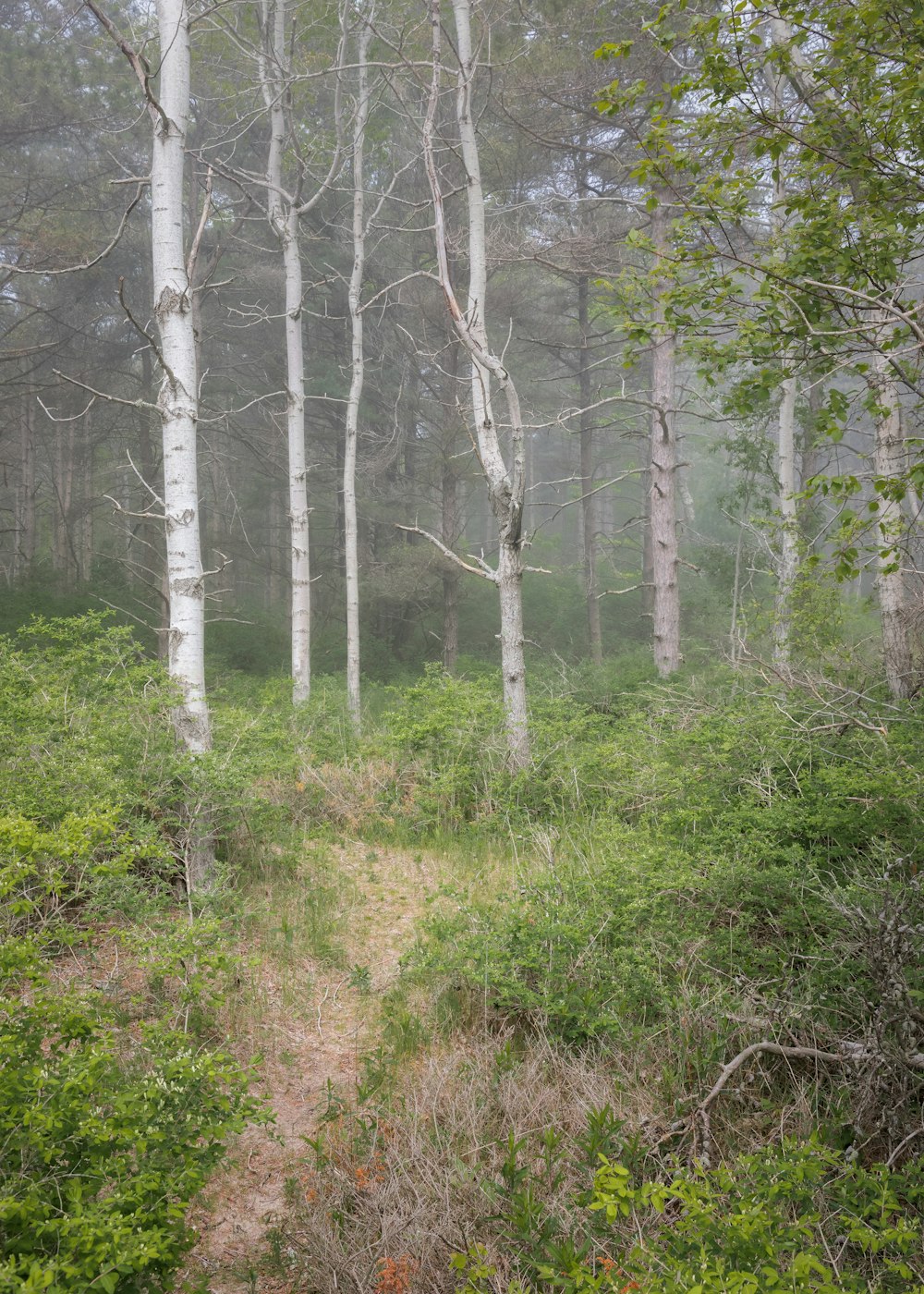 a forest of trees