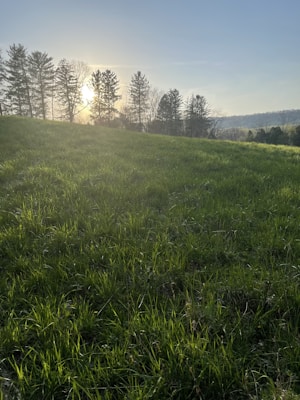 Sunrise casts a gentle light over a lush green meadow with tall trees silhouetted in the background. The sky is clear with a hint of morning haze.