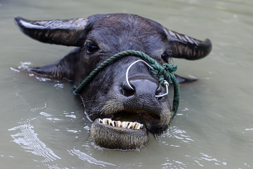 a hippo in the water