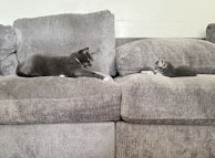 Two cats are lying on a grey upholstered sofa. One adult cat is on the left facing forward, while a smaller kitten is on the right looking towards the adult cat. Both appear relaxed and are lying flat on their stomachs.