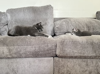 Two cats are lying on a grey upholstered sofa. One adult cat is on the left facing forward, while a smaller kitten is on the right looking towards the adult cat. Both appear relaxed and are lying flat on their stomachs.