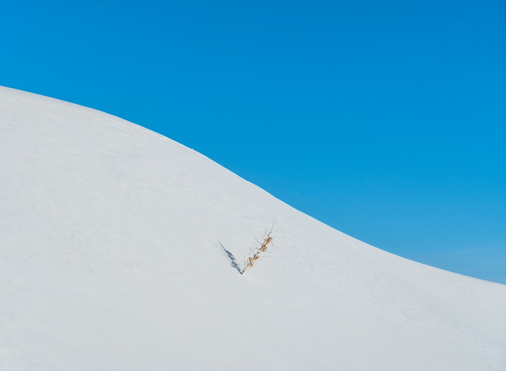 a couple of ants on a snow covered hill