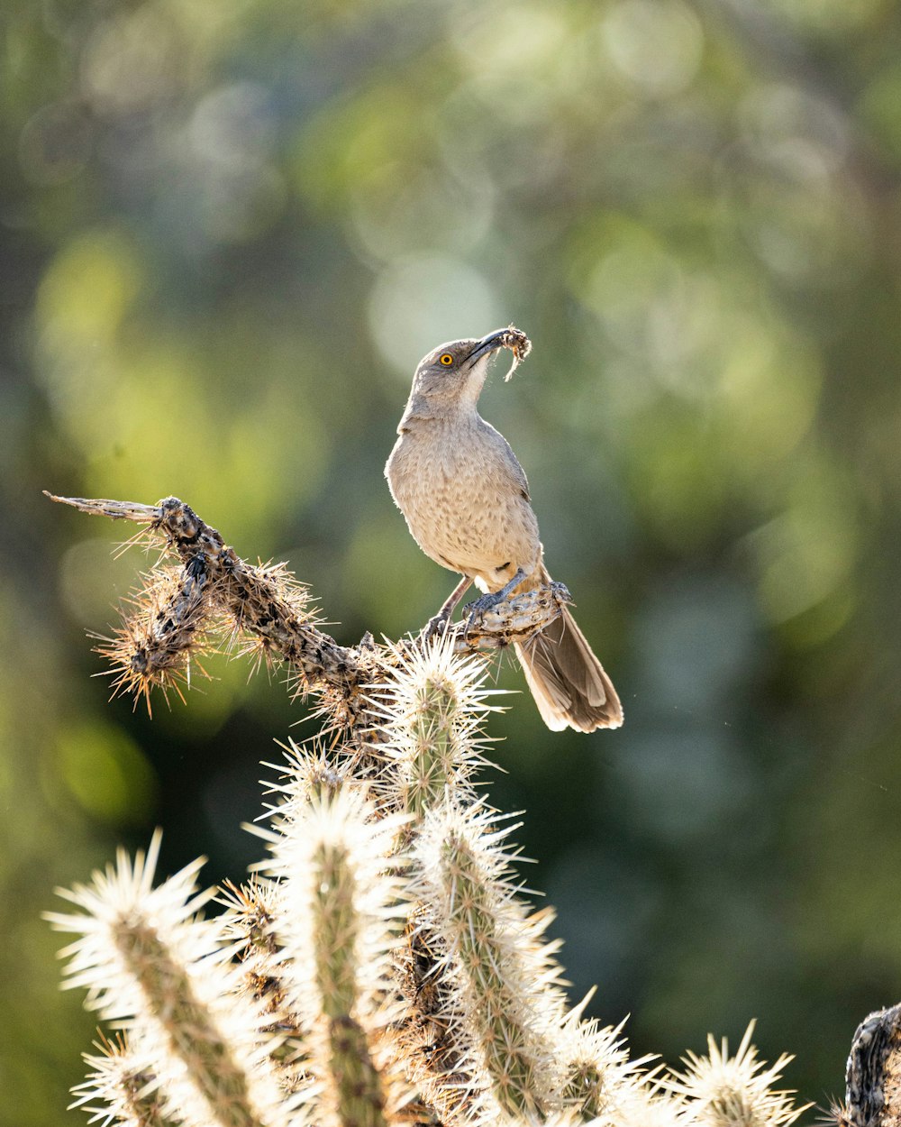 a bird sitting on a branch