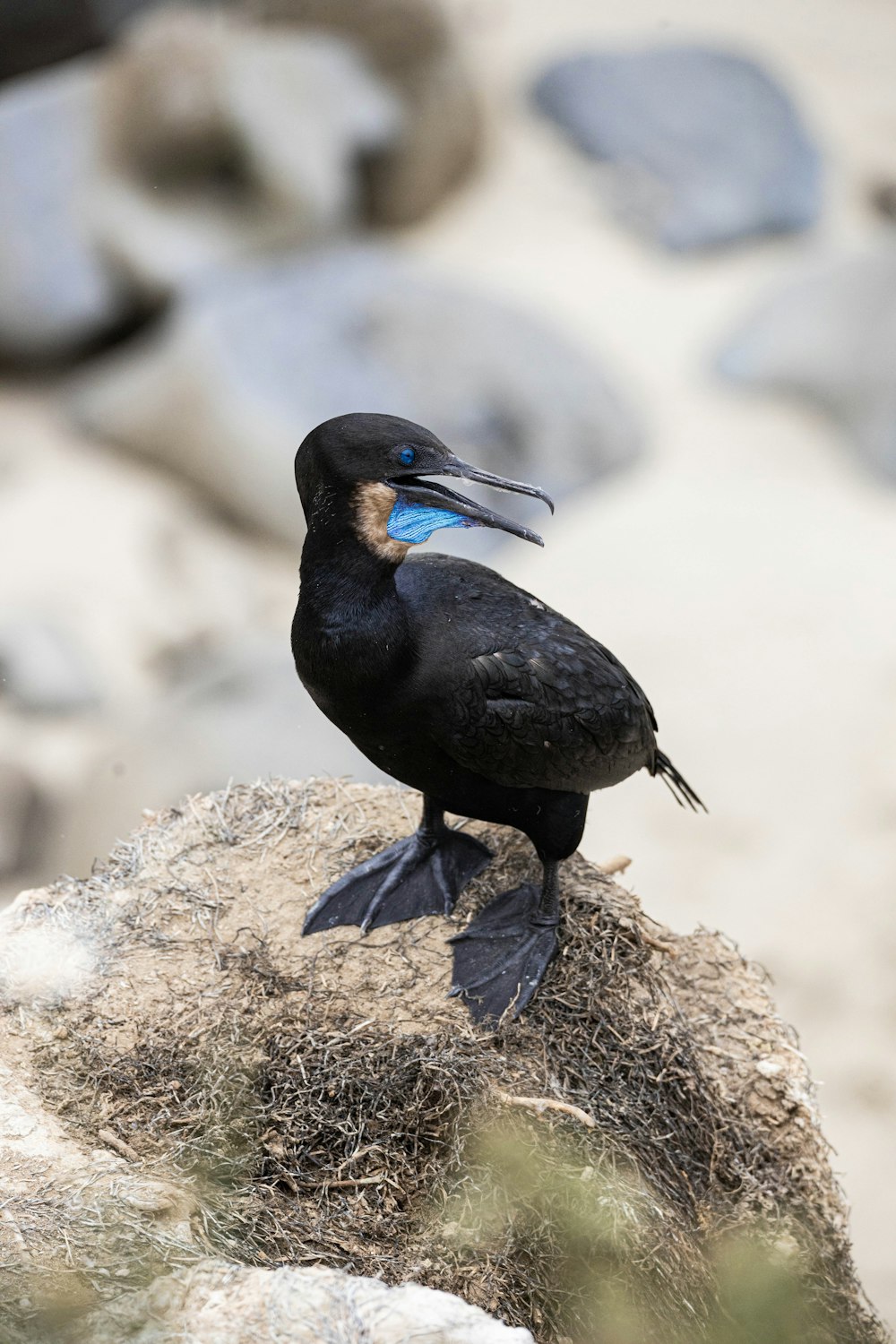 a black bird on a rock