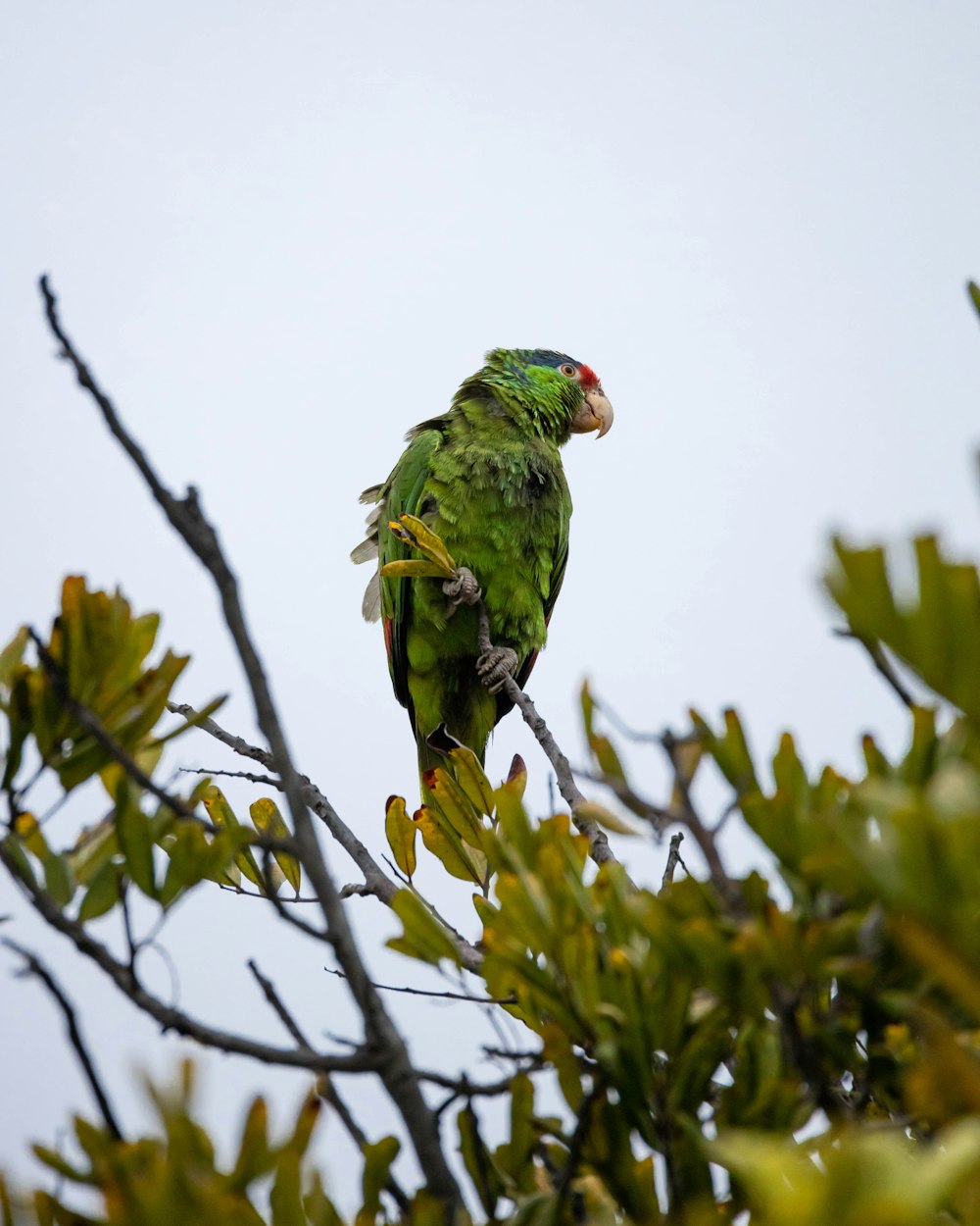 a bird sitting on a branch