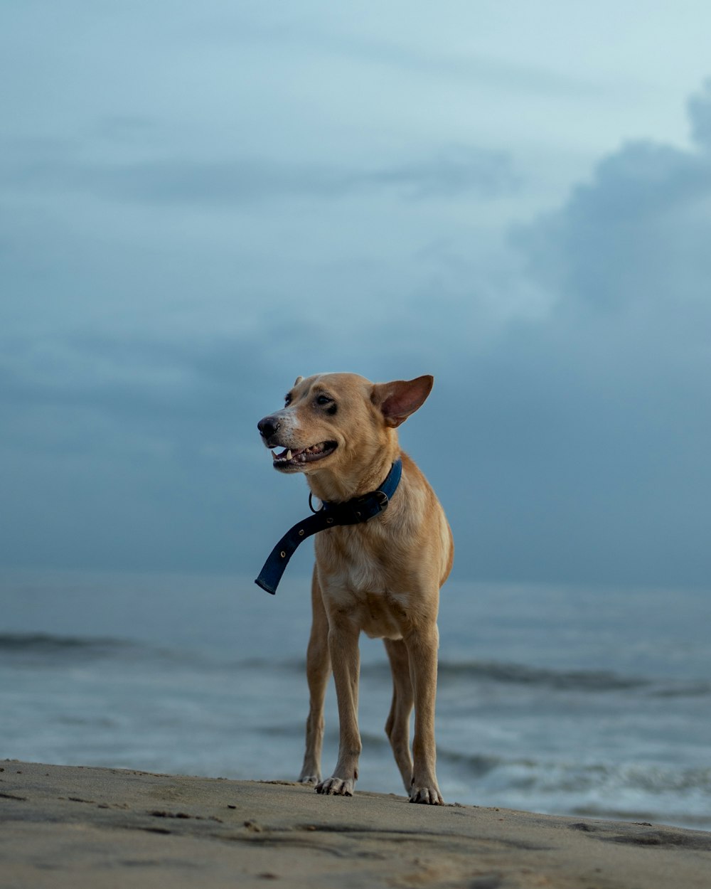 a dog with a leash on a beach