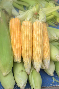 a group of vegetables