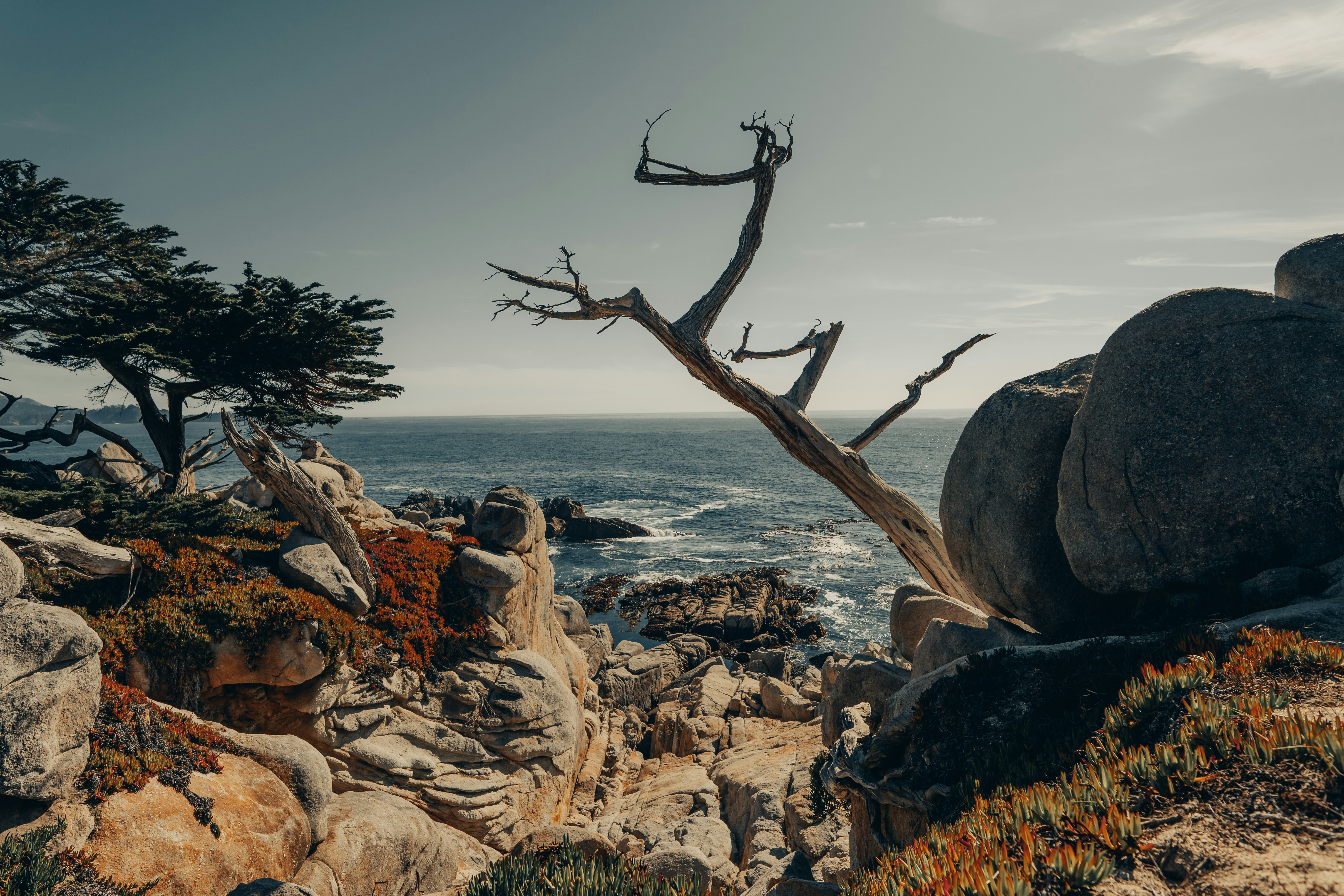 Carmel-by-the-Sea, USA - View of the ocean framed by a tree, rocks and vegetation above the cliffs along the Californian west coast region of Carmel By The Sea in the USA.