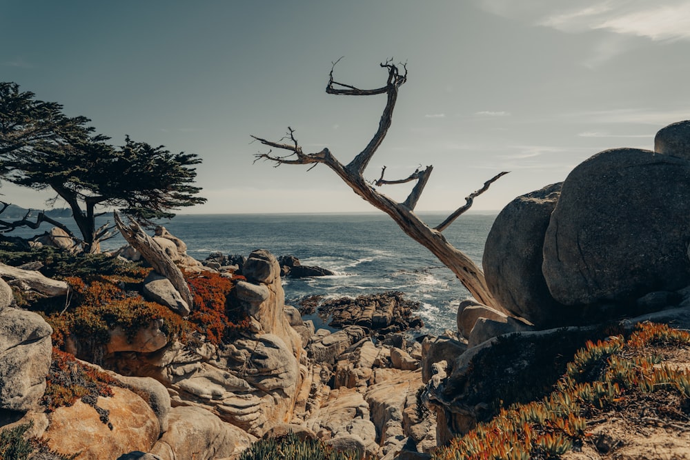 a bird standing on a rocky hill