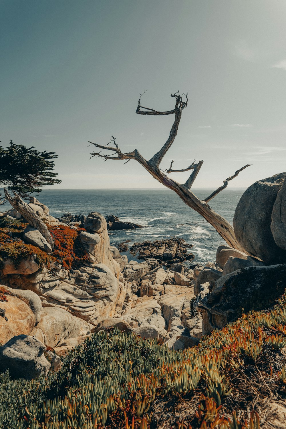 a tree next to a body of water