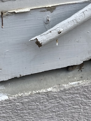 Professional applying insecticide spray to control lizards near a house wall