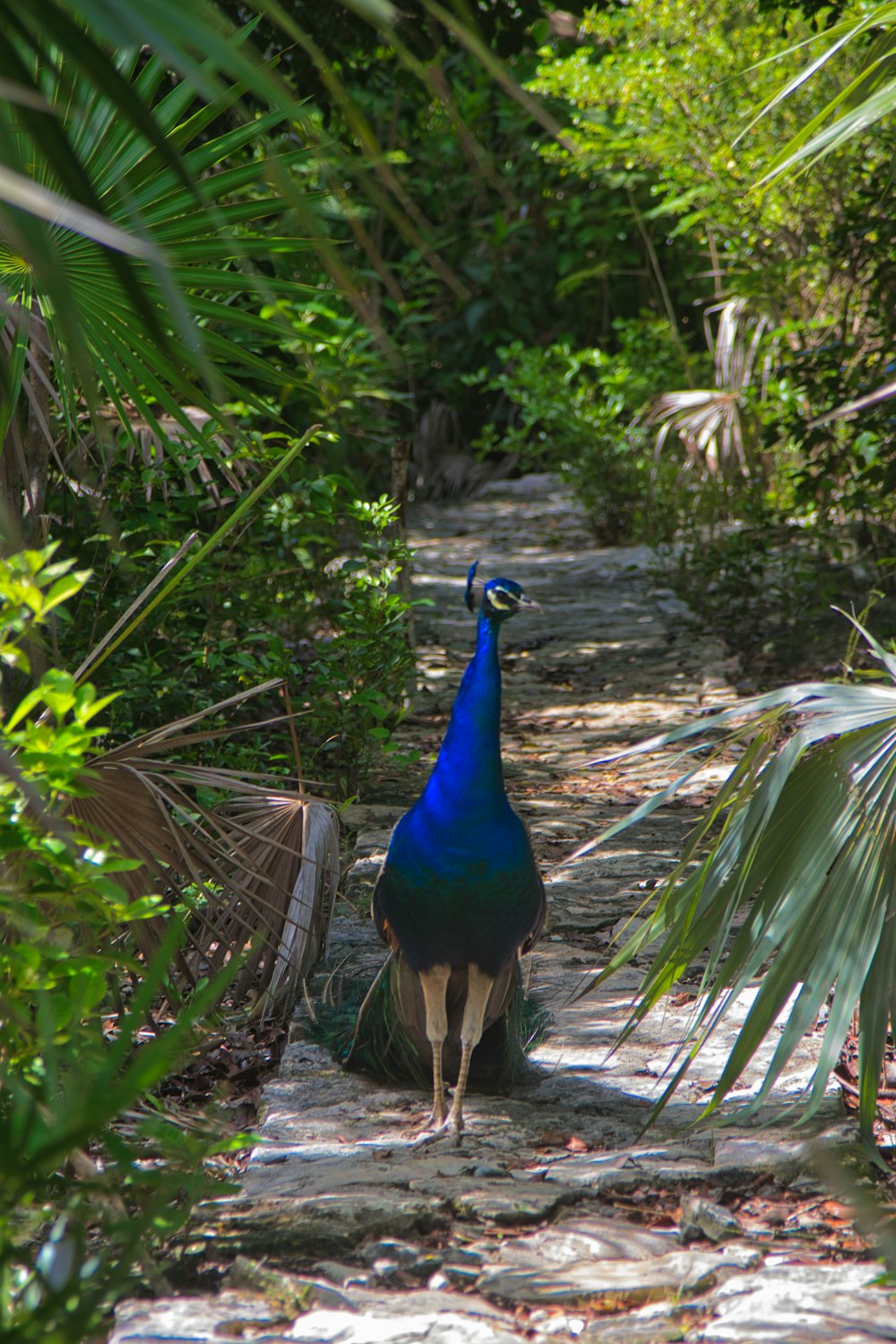 a peacock walking on a path