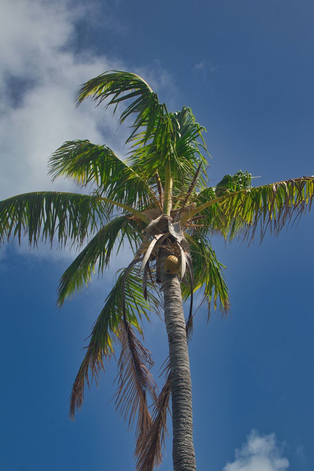 a palm tree with a blue sky