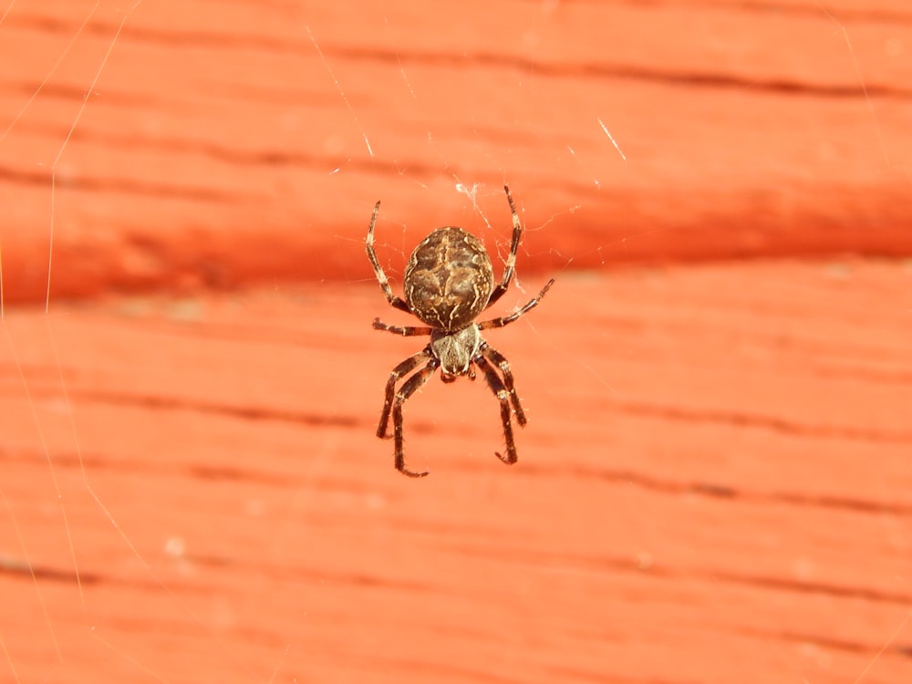 a spider on a red surface