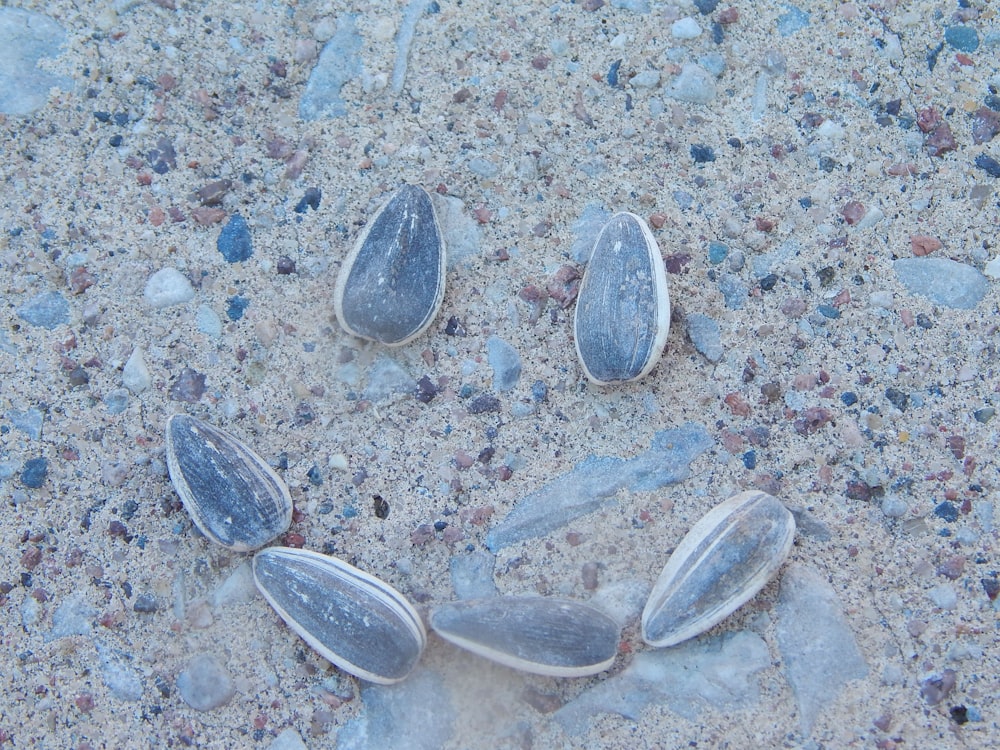 a group of shells on the sand