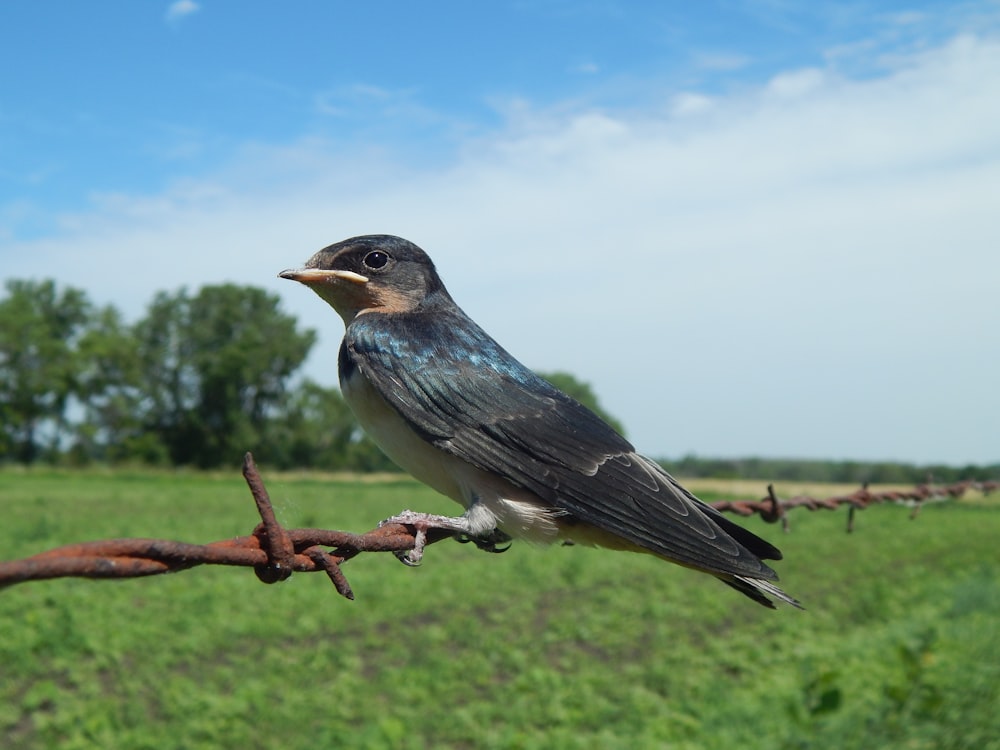 a bird on a branch