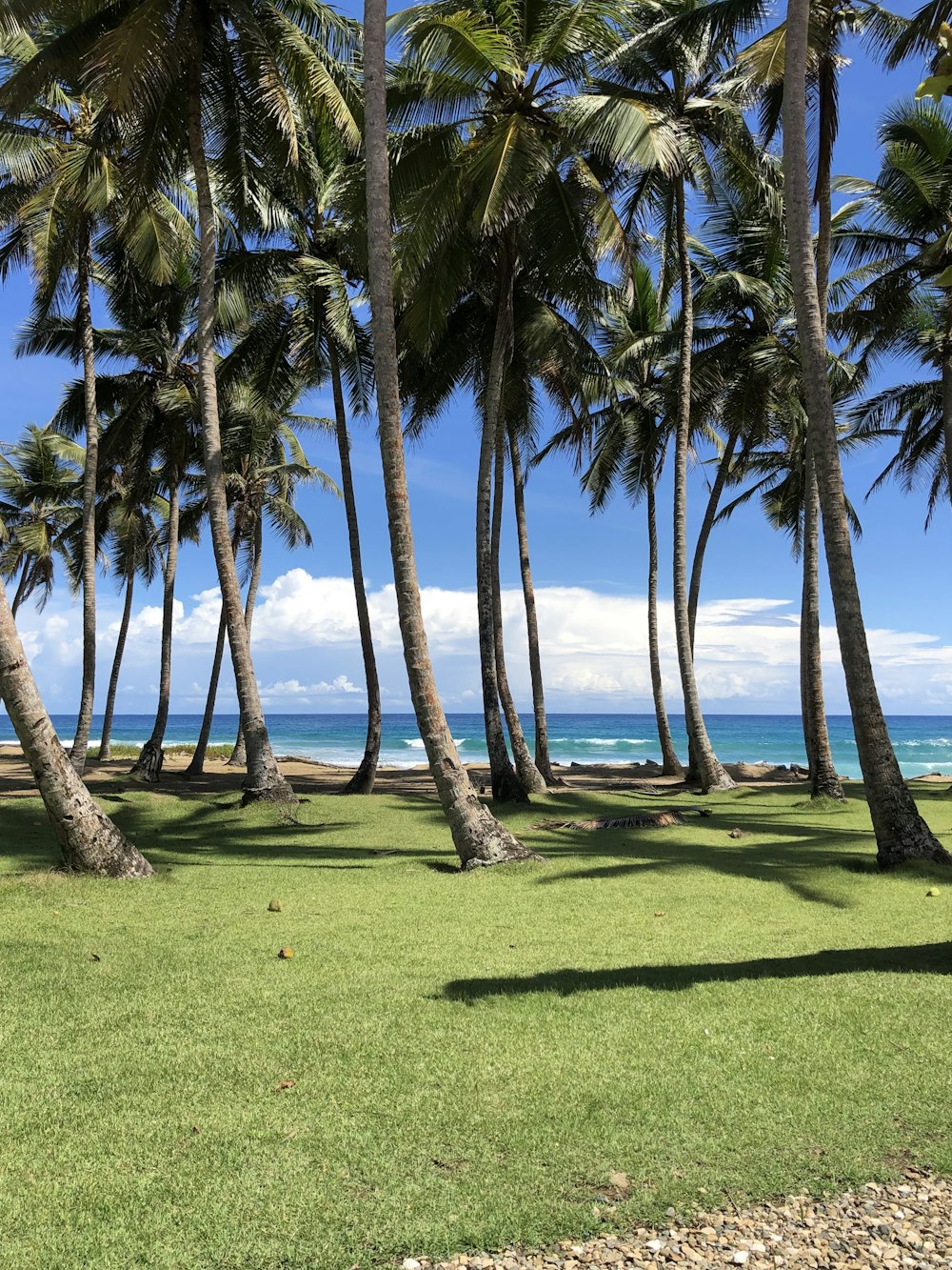 a group of palm trees