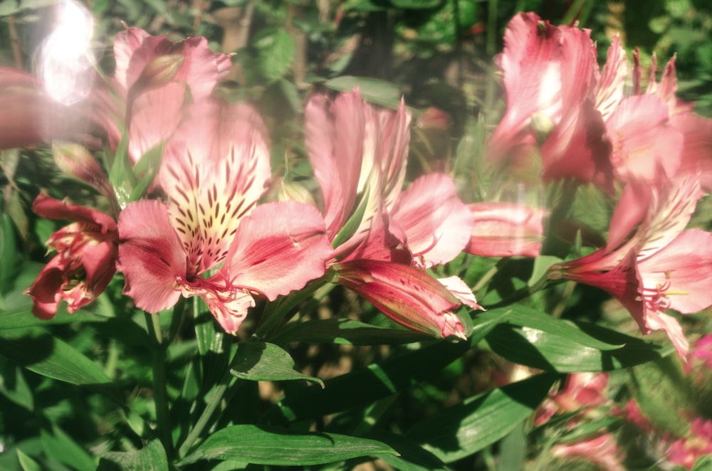 a close up of some flowers