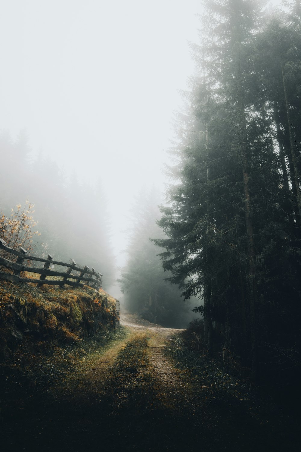 a foggy forest with trees