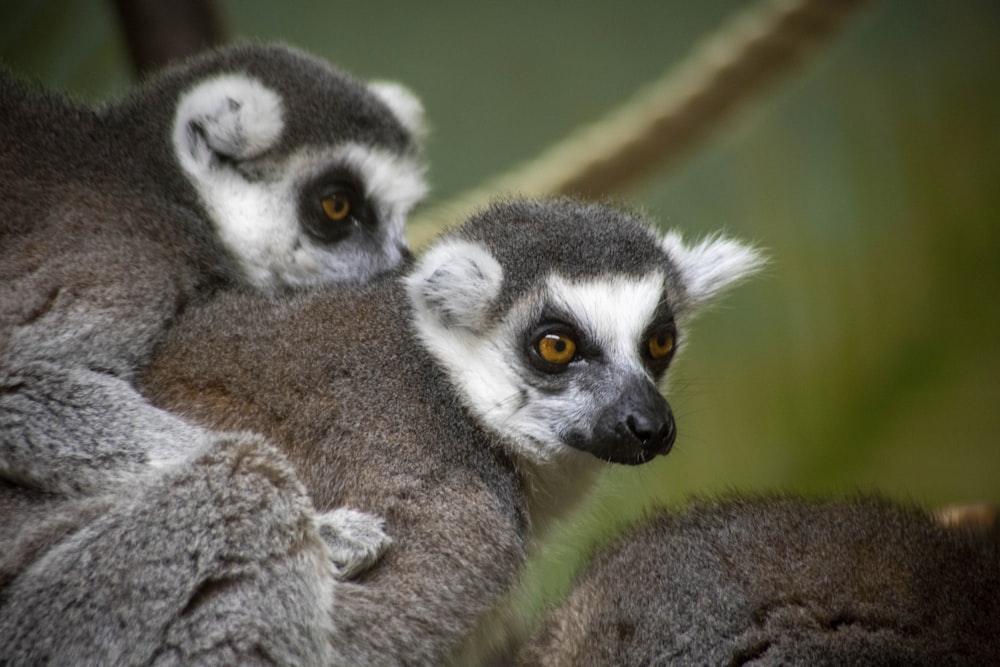 una coppia di lemuri