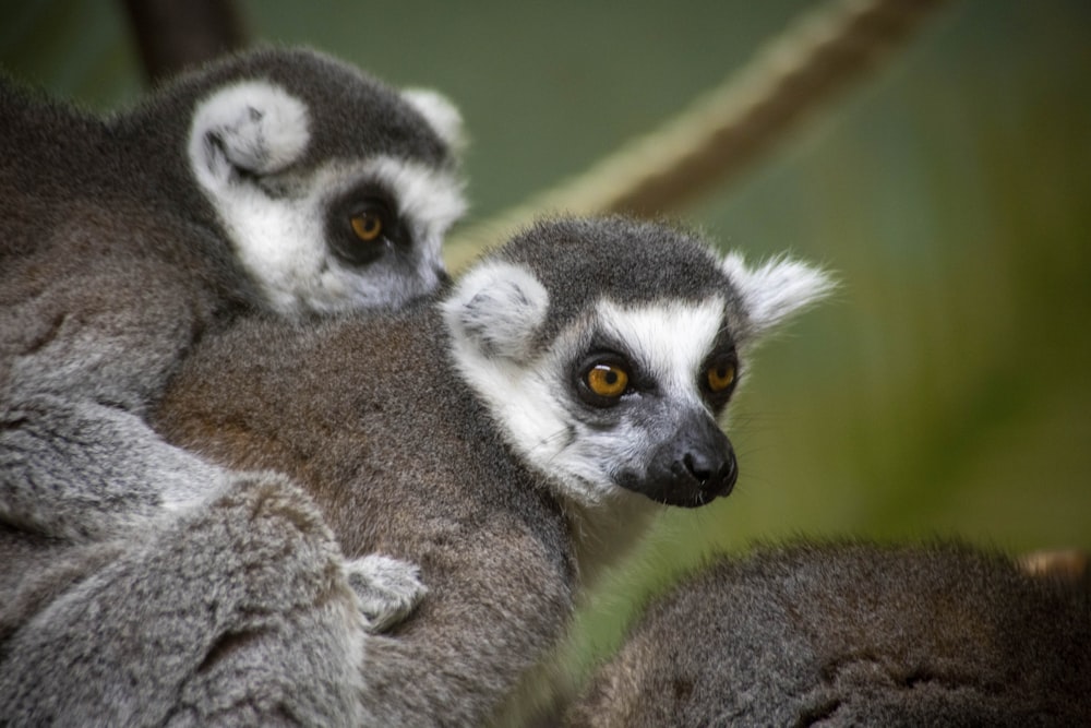 a couple of lemurs