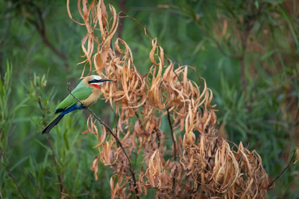 a bird sitting on a branch