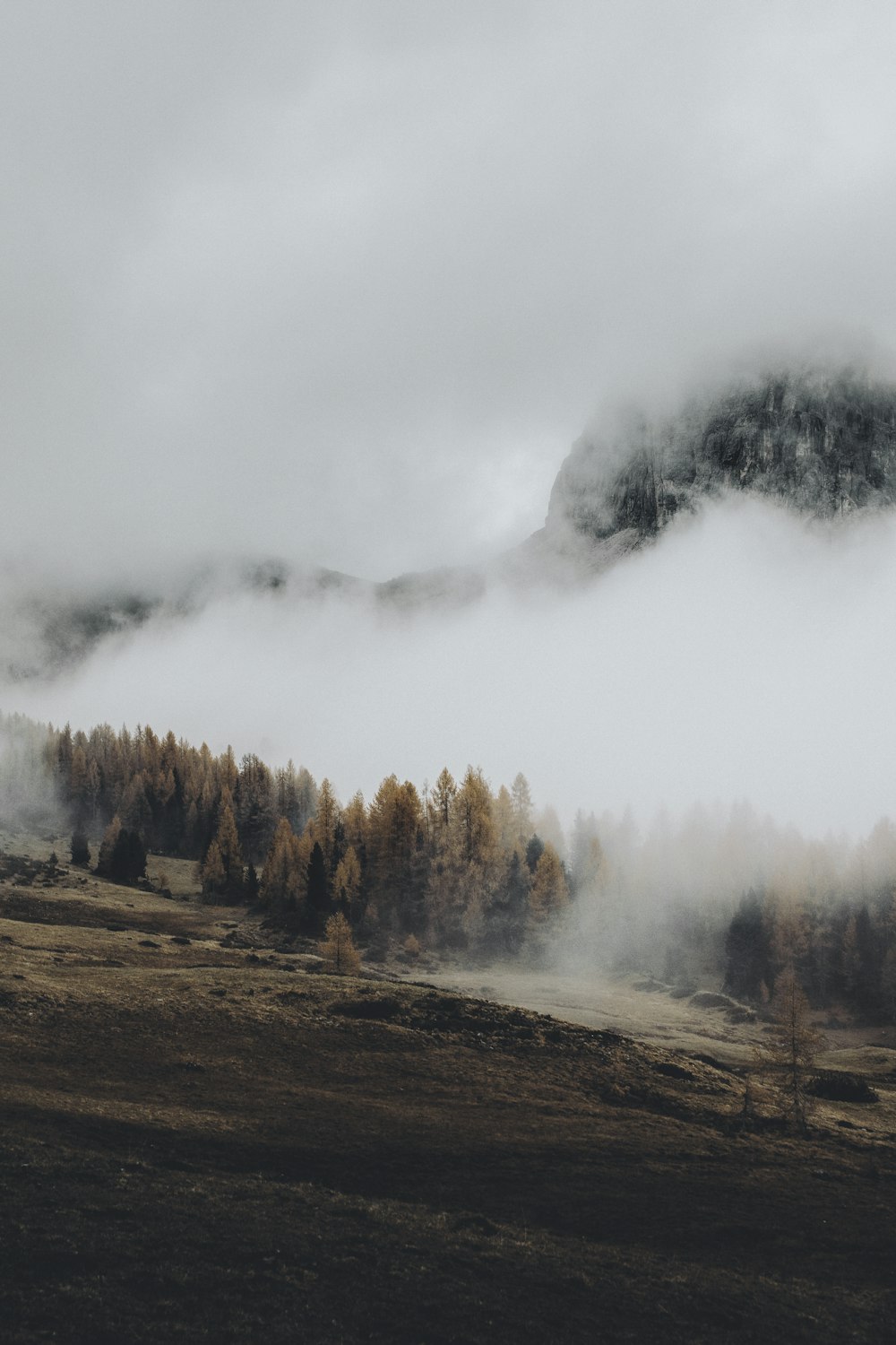 a foggy forest with trees