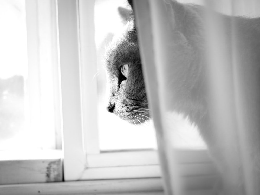 a cat looking out a window