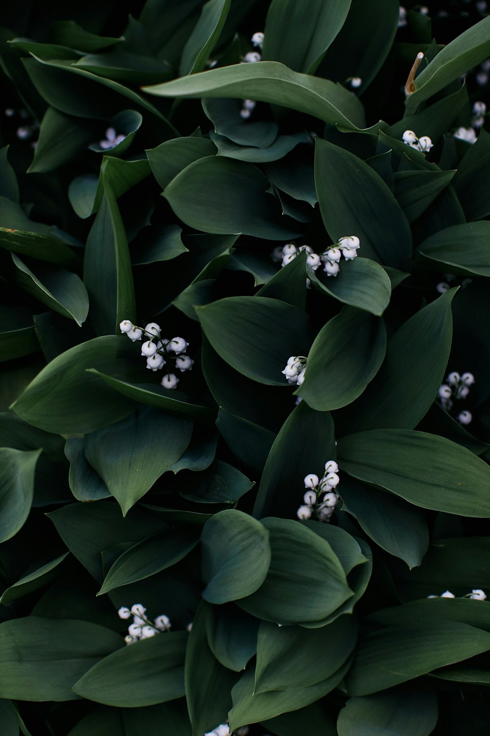 a close up of a plant