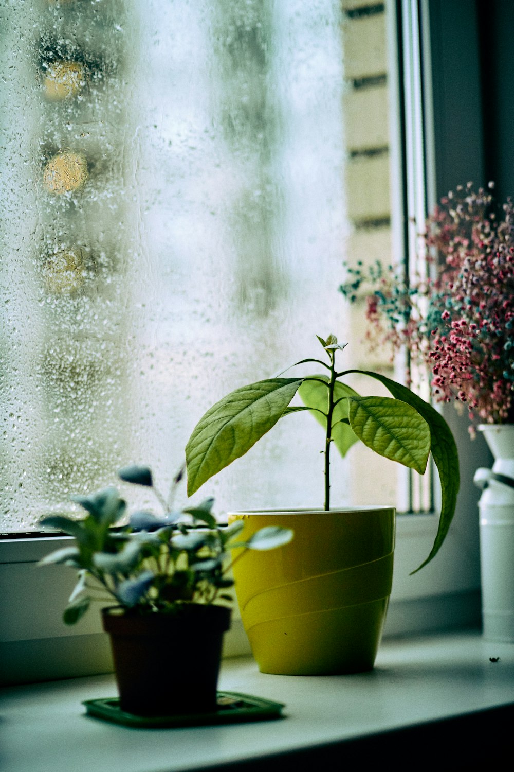 a plant in a pot