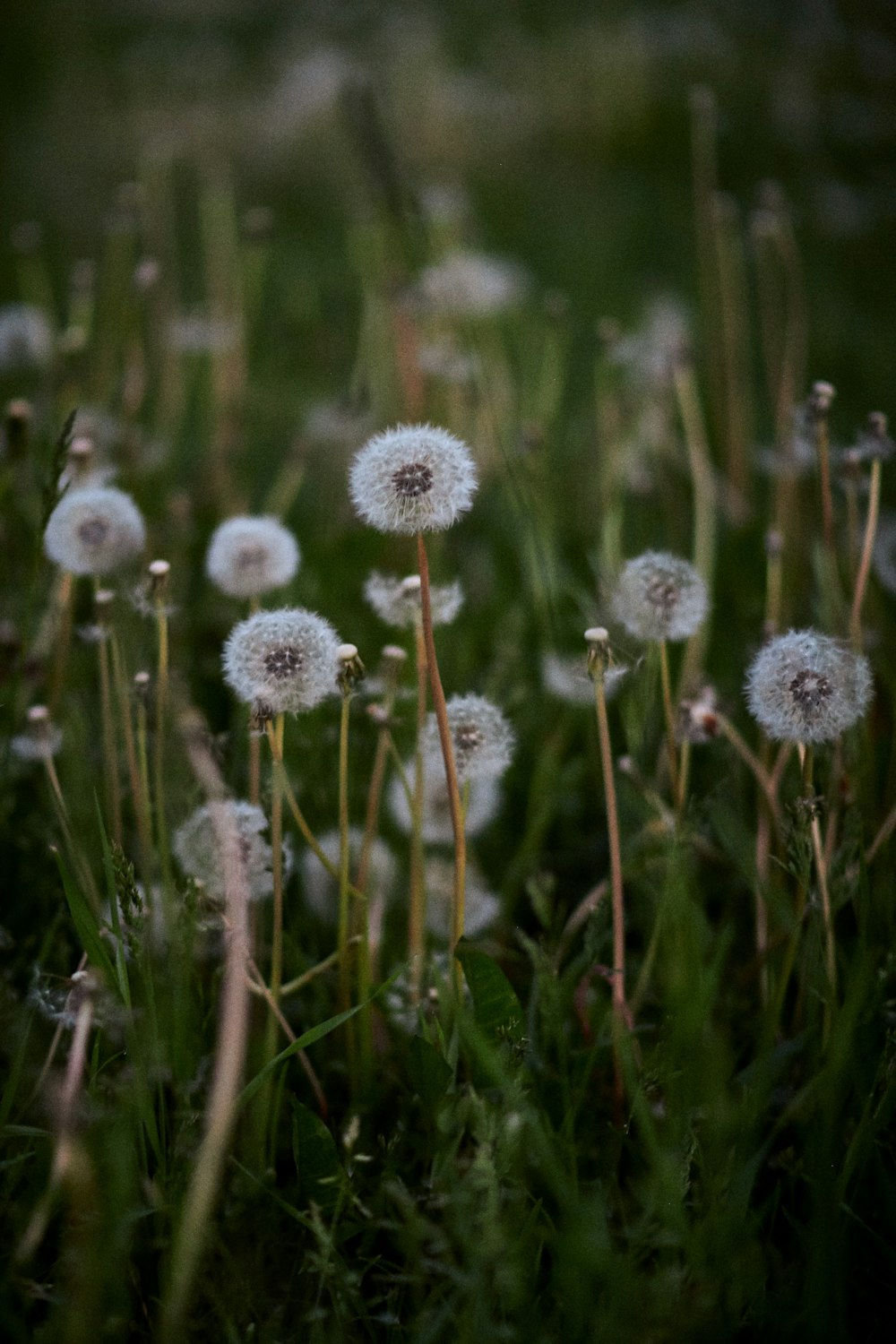 a group of dandelions in a field