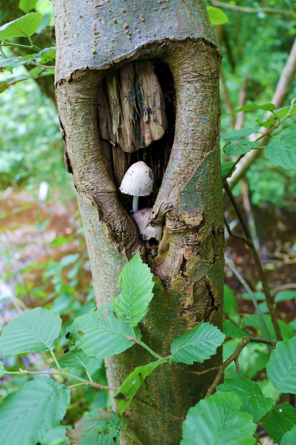 a white and brown bird on a tree trunk