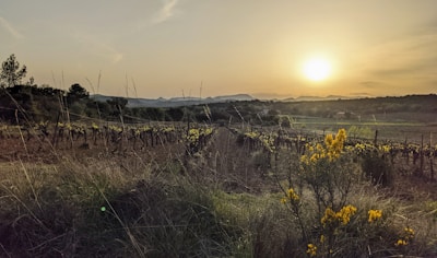 A scenic vineyard landscape in Portugal at golden hour, with ripe grapes ready for harvest.