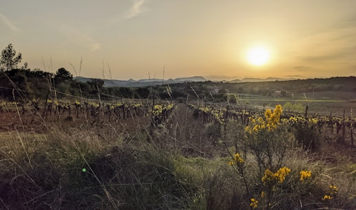 Wide panoramic view of terracotta vineyards under a warm desert sunset.