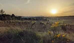 A scenic vineyard landscape at sunset, showcasing rows of grapevines.