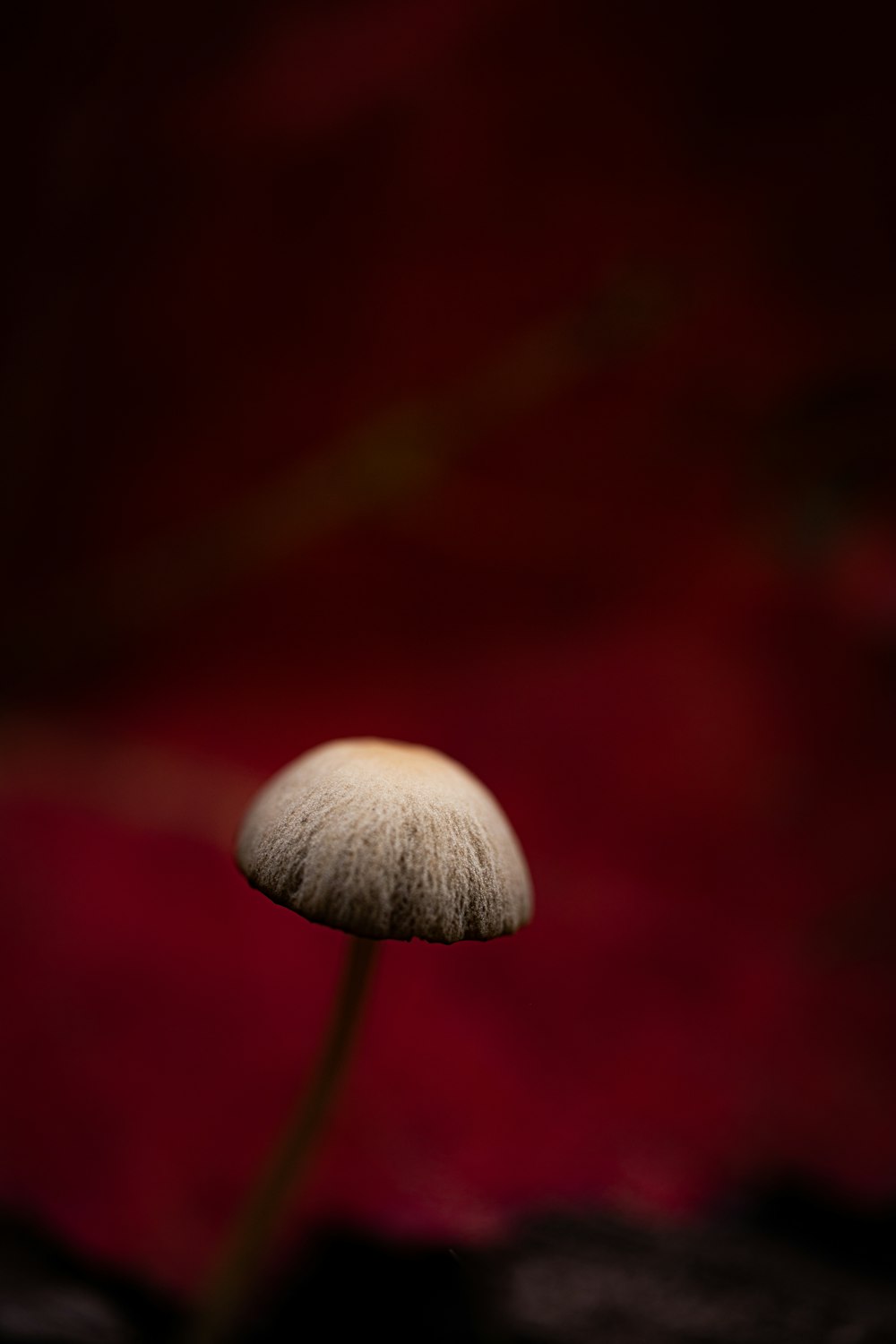 a single white mushroom