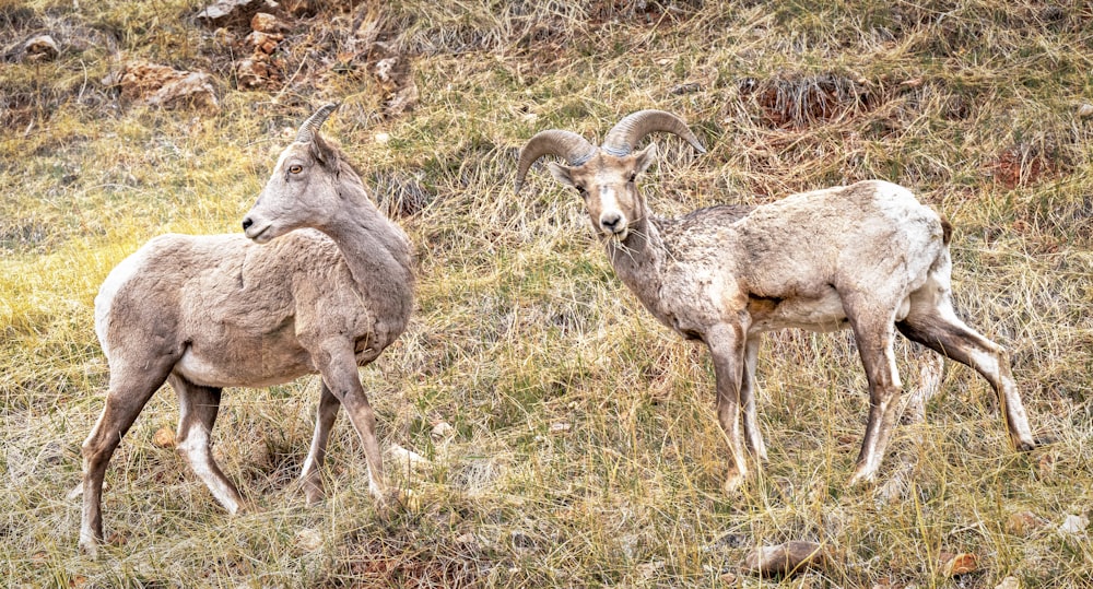 a couple of goats walk through a grassy field