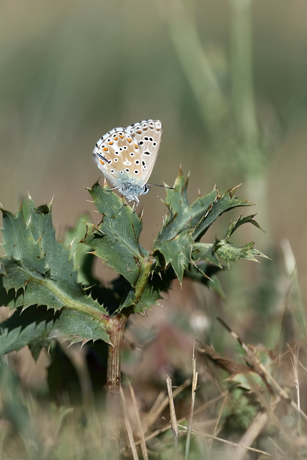 Ein Schmetterling auf einem Blatt