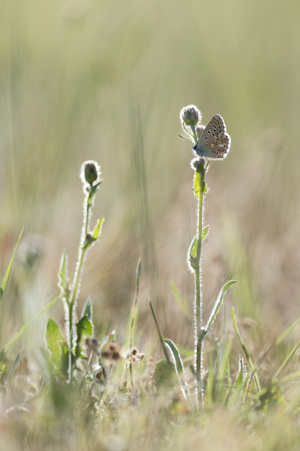 a butterfly on a flower