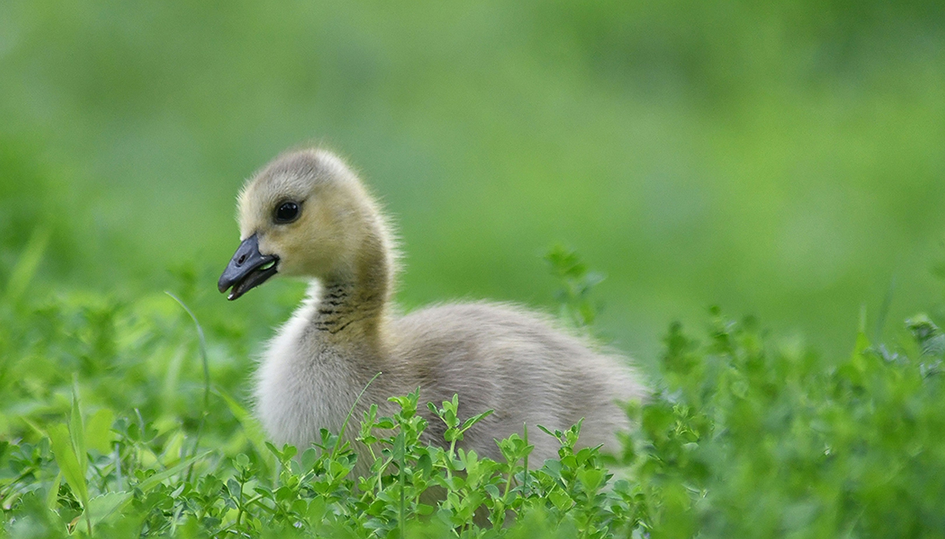 a baby duck in the grass