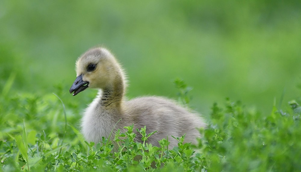 a baby duck in the grass