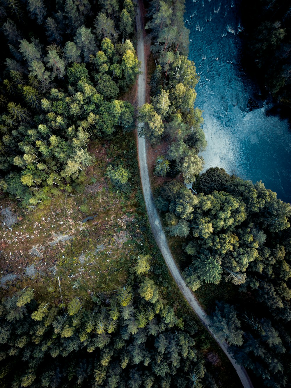 a road with trees on the side