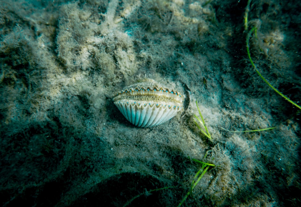a close-up of a sea creature