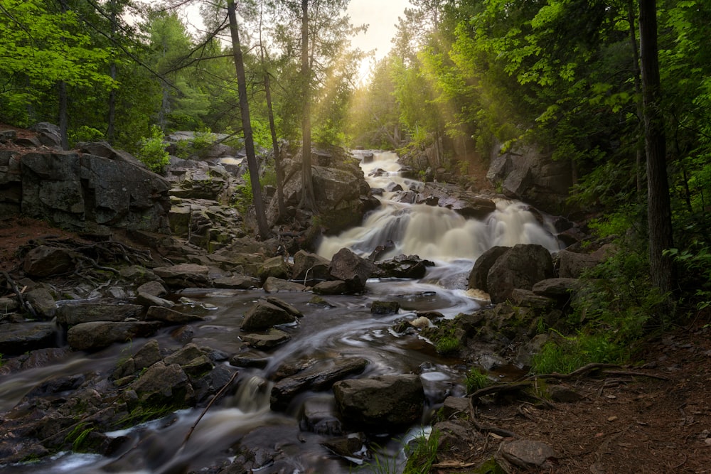 a stream in a forest