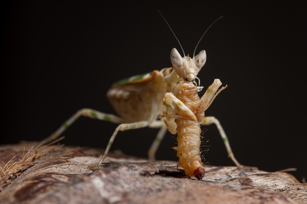 a bug on a rock