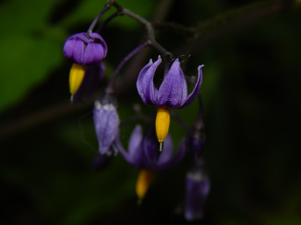 a close up of a purple flower