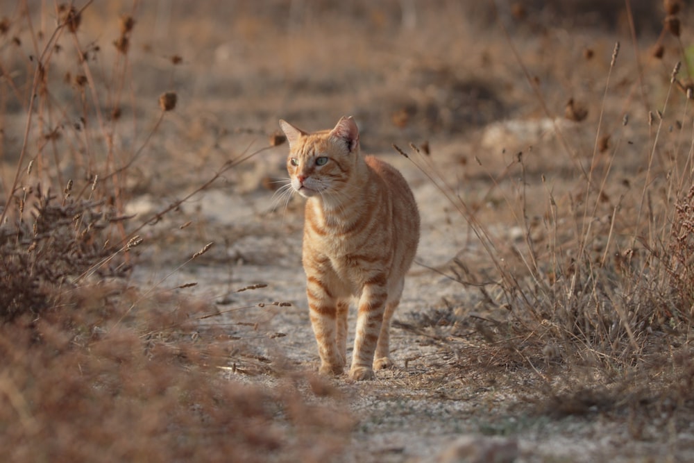 a cat walking in a field
